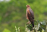 Savanna Hawk